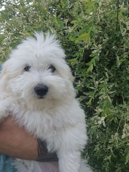Coton de Tulear piękna suczka szczenię