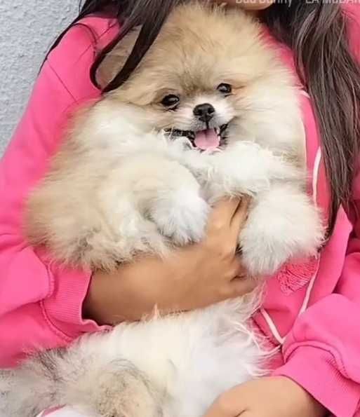 Lulu da Pomerânia Macho com LOP (Pedigree) e Afixo