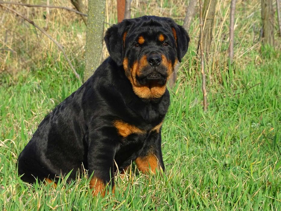 Добротные щенки Ротвейлера!