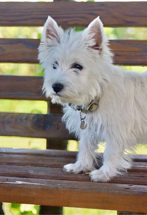 Szczeniak West Highland White Terrier