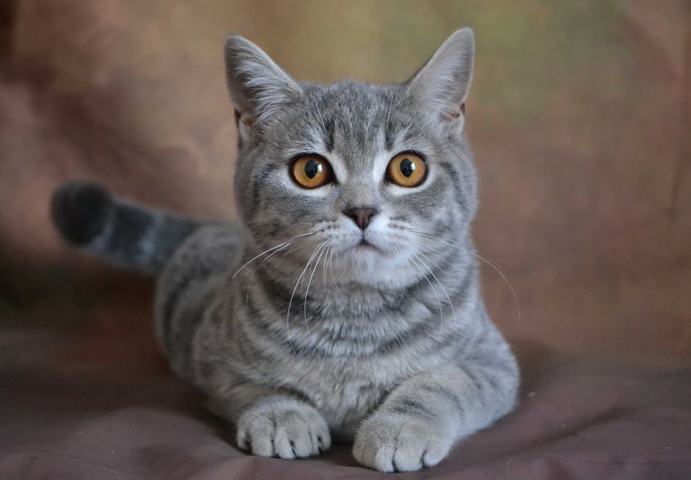 Шотландська красунечка