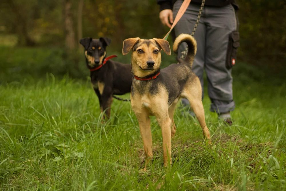 mały psiak do adopcji ZIG