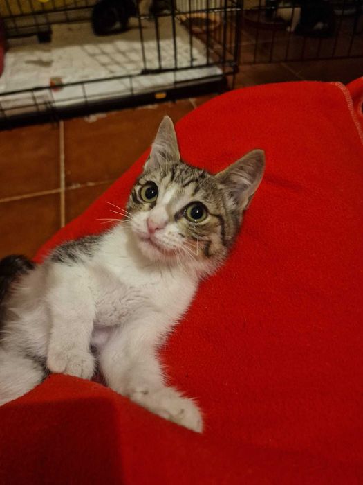 Gatinhos bebés para adoção consciente