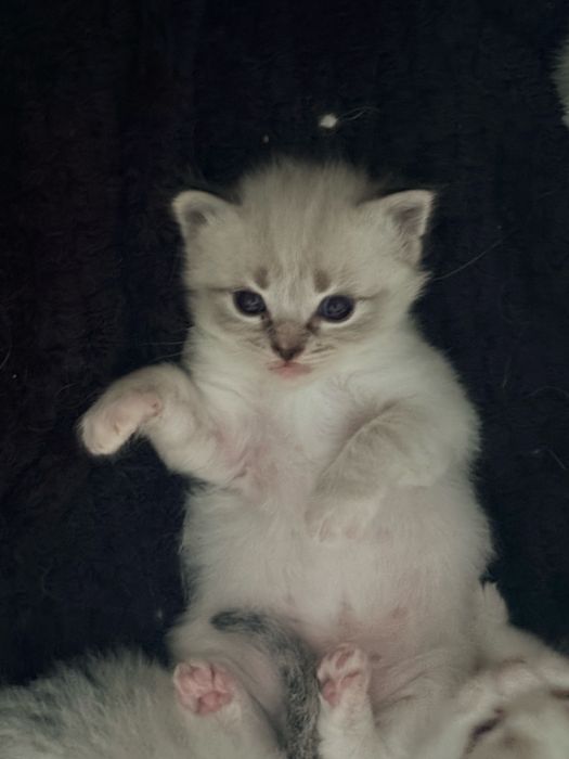 Ragdoll blue grey lynx lilac