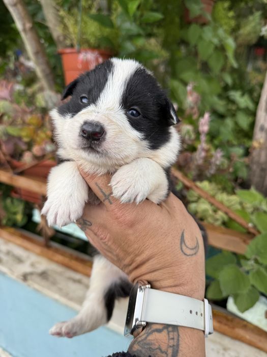 Excelente menino border collie