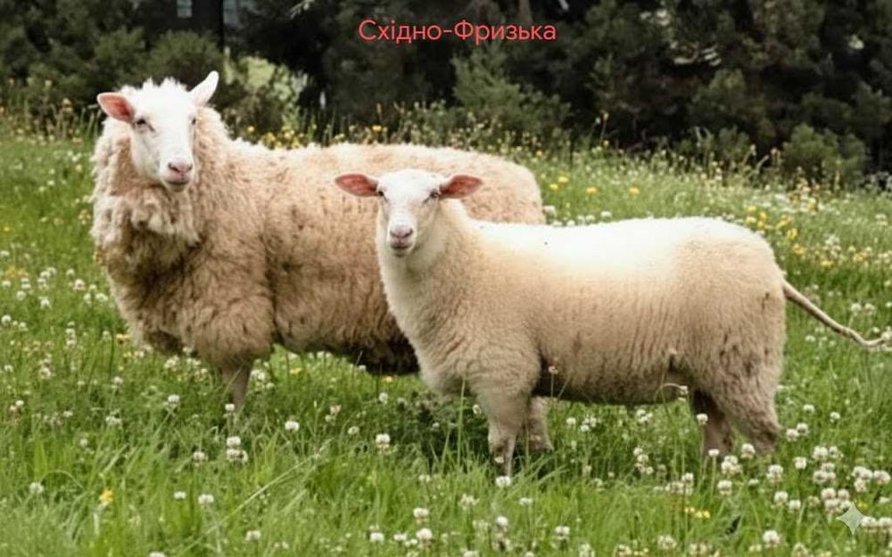 Закарпатські прості баранчики, вівці, ягнята продам до року