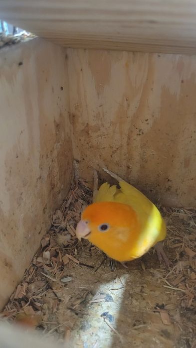 Nierozlaczki czerwonoczelne