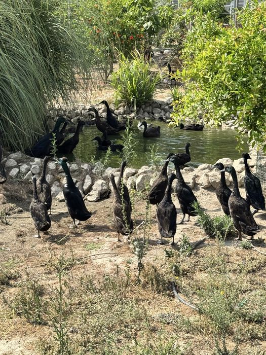 Pato corredor indiano
