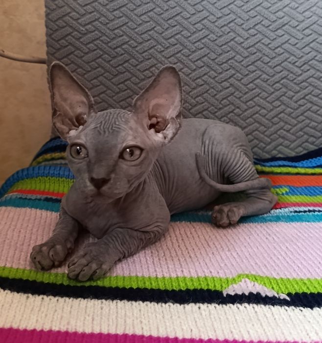 Сфинкс мальчик котенок