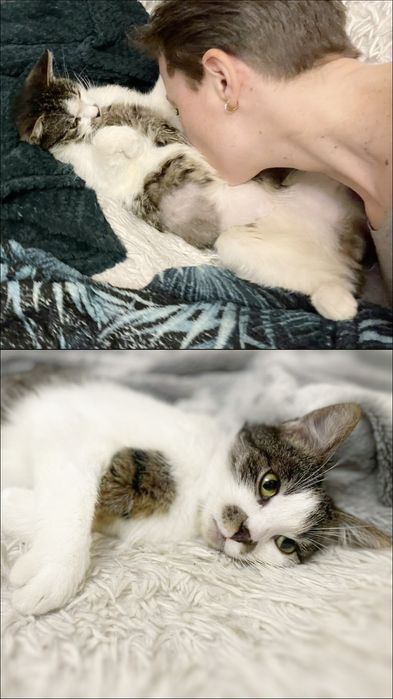 Kociak idealny szuka miłości :)