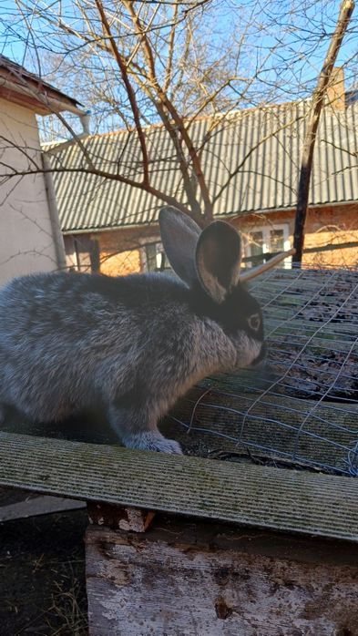 Продам кролей европейское серебро