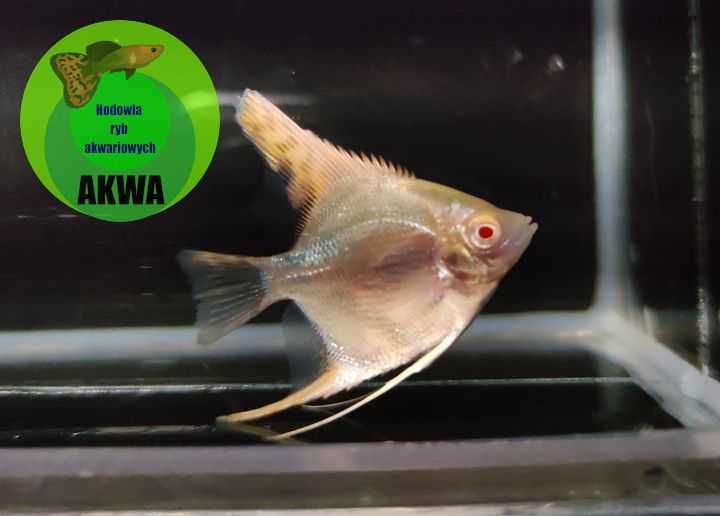 Paletka Red turkus hodowla legalna wysyłka