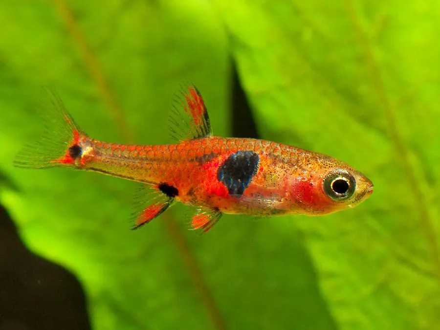 Razbora red mikro - Boraras naevus