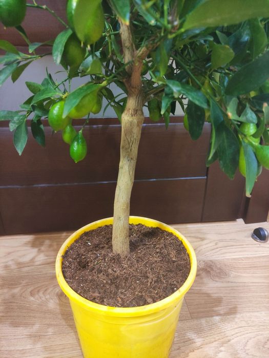 Лаймкват Lakeland