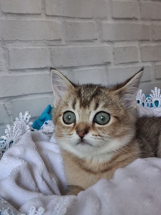 Золотий прямовухий хлопчик