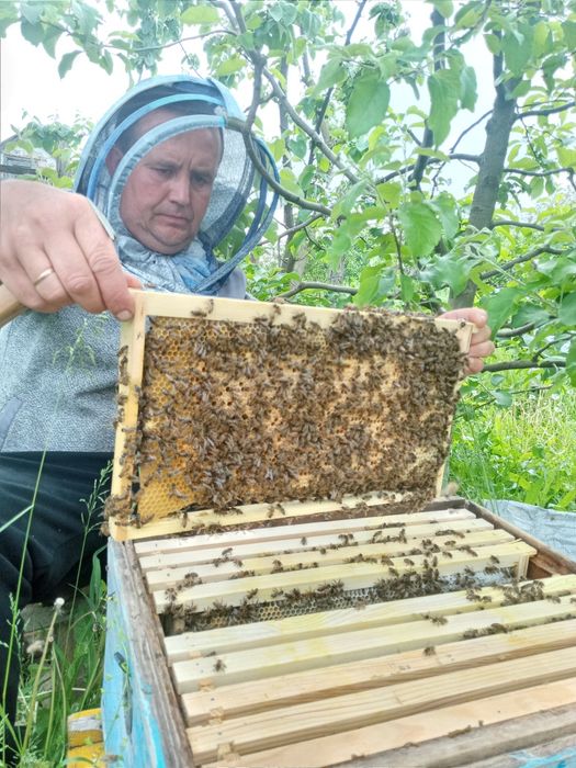 Продам плодні матки Українська степова 2026