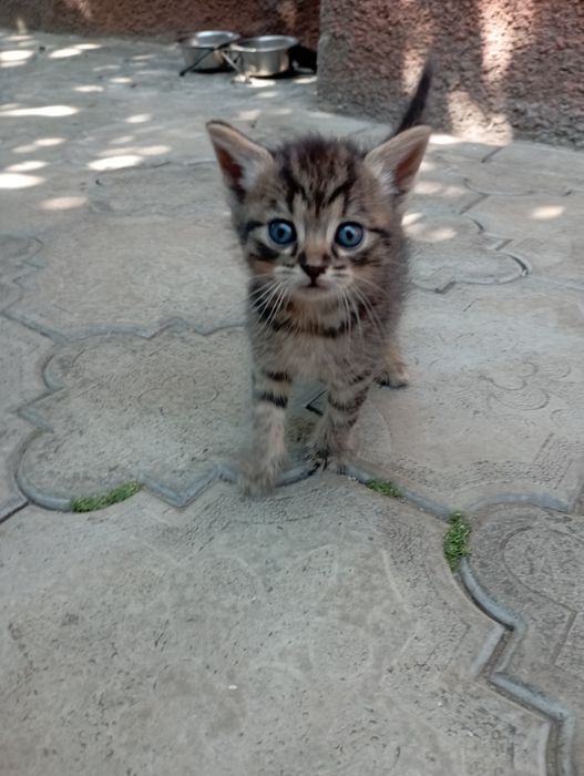 Отдам котят в добрые руки