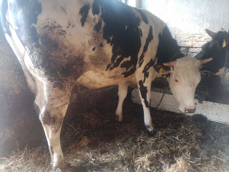 Jałówki wysokocielne mleczne HF