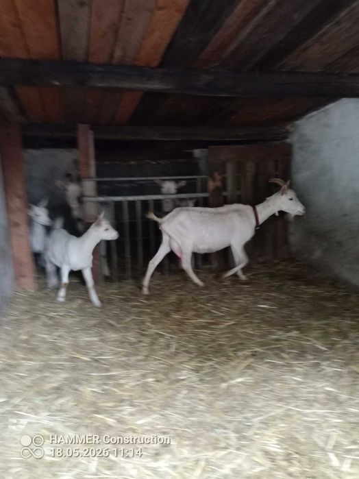Kozy dorosłe i młode