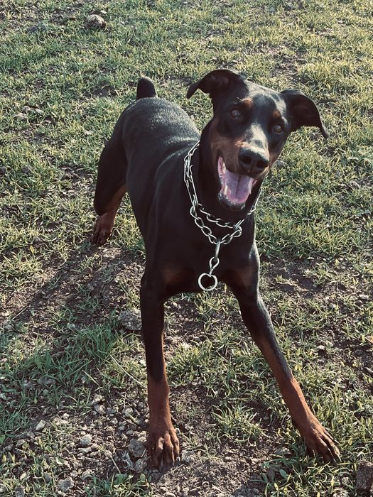 Доберман дівчинка 6 років