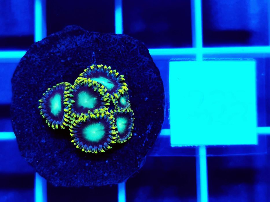 Zoanthus Radioactive Dragon Eye WYSYŁKA cena za szczepkę, morskie