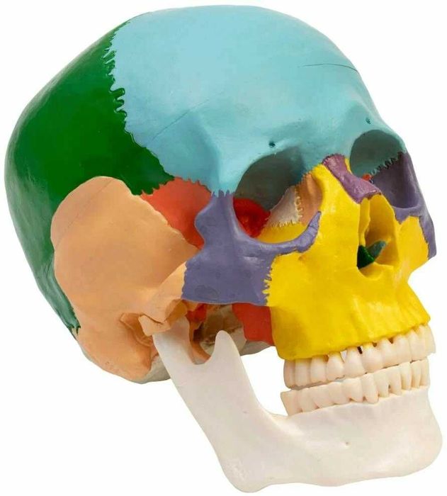 Череп макет розбірний/Скелет людини 45 см, 85см