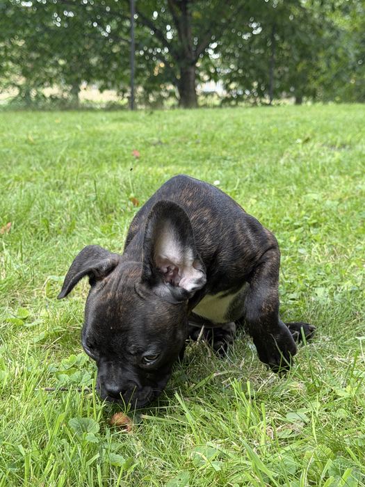Szczeniak Buldog Francuski