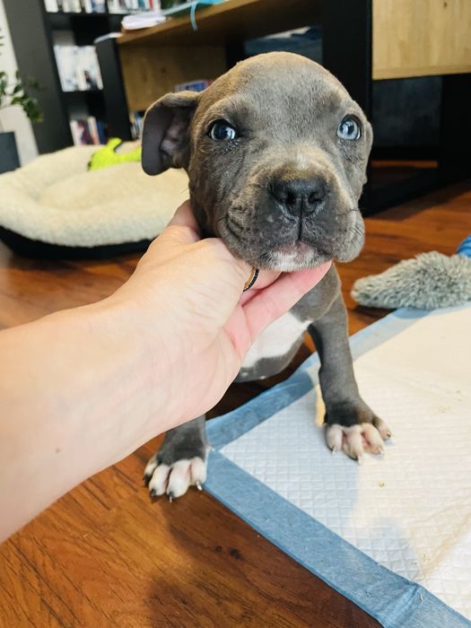 Szczeniak American Staffordhire Terrier Blue