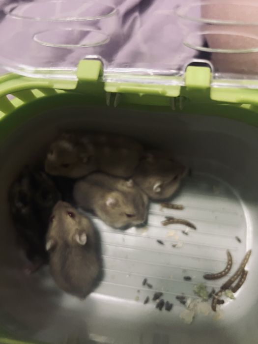 Джунгарик хомʼяк джунгарскі хомʼяки