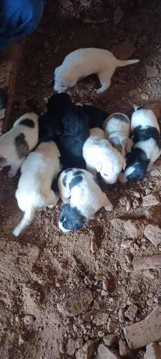 Caes labradores/rafeiros