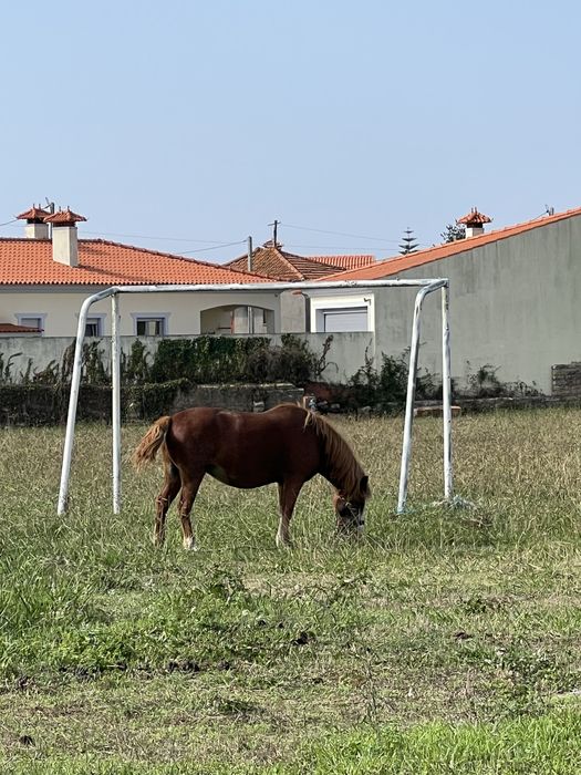 Vendou o troco Ponei Fêmia