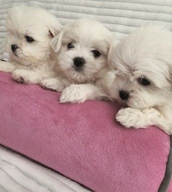 Maltańczyk Mini Piesek z Rodowodem