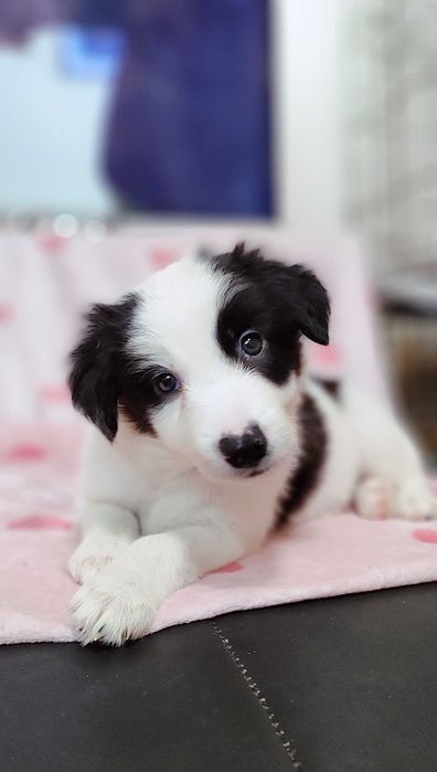 Border Collie disponível