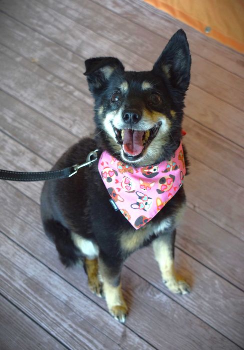 Riska - kochana sunia szuka domu