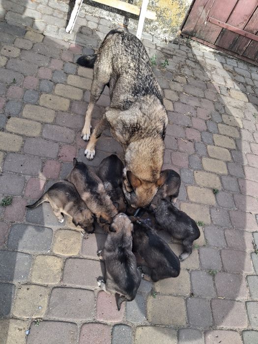 Продам у хороші руки  цуценят