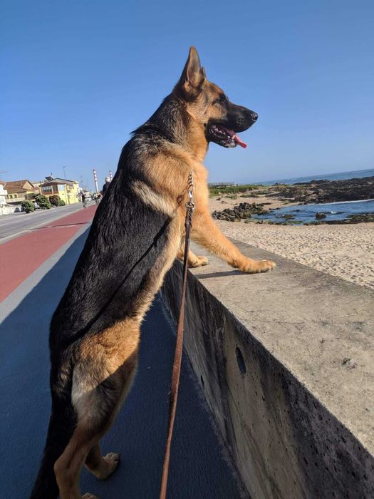 Pastor alemão disponivel