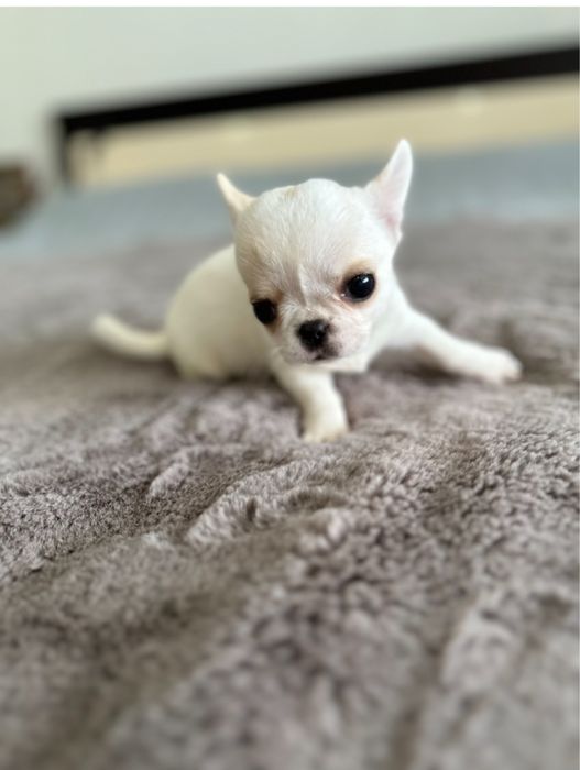 Chihuahua macho mini