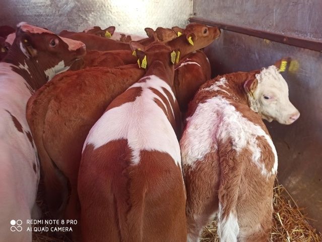 Byczki jałóweczki sprzedam sm lm, mięsne, samodzielne