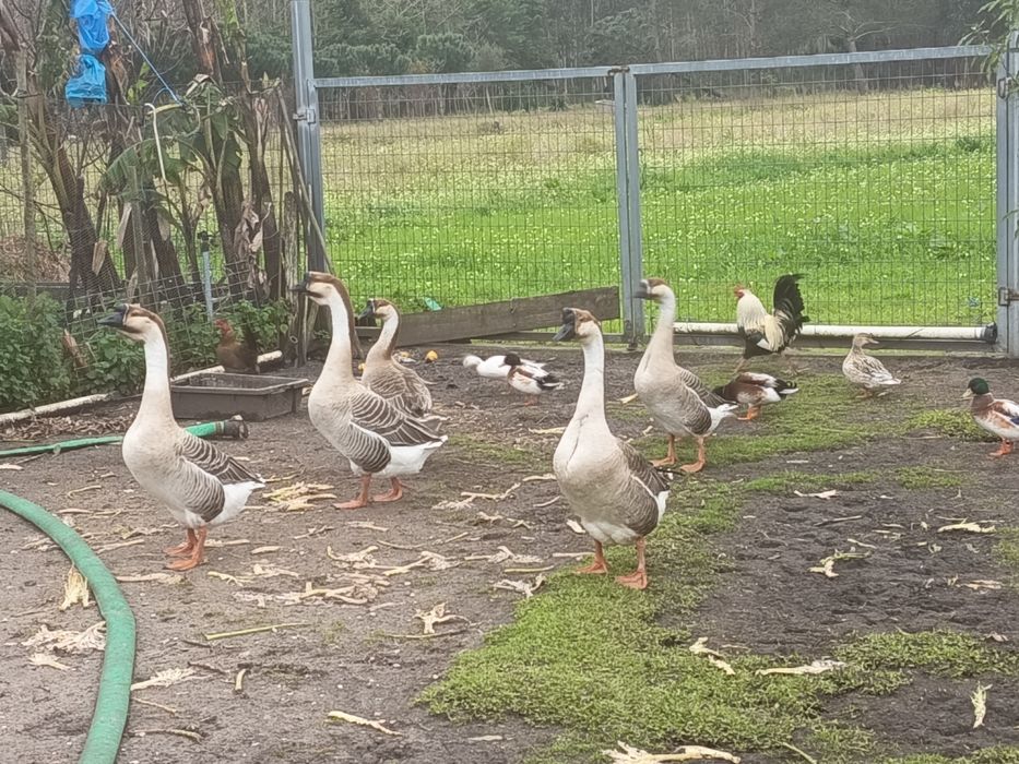 Gansos sinaleiros, Gansos da Guiné ou gansos Africanos.