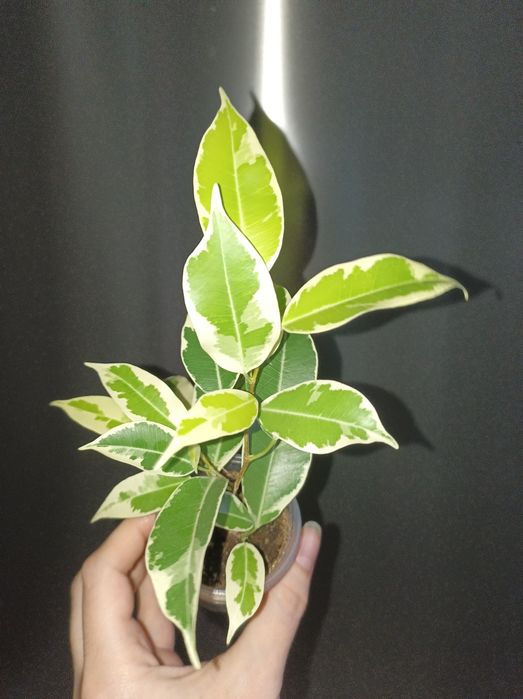 Фікус Мунлайт варієгатний фікус лимонний