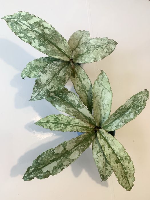 Хойя Hoya Undulata Silver