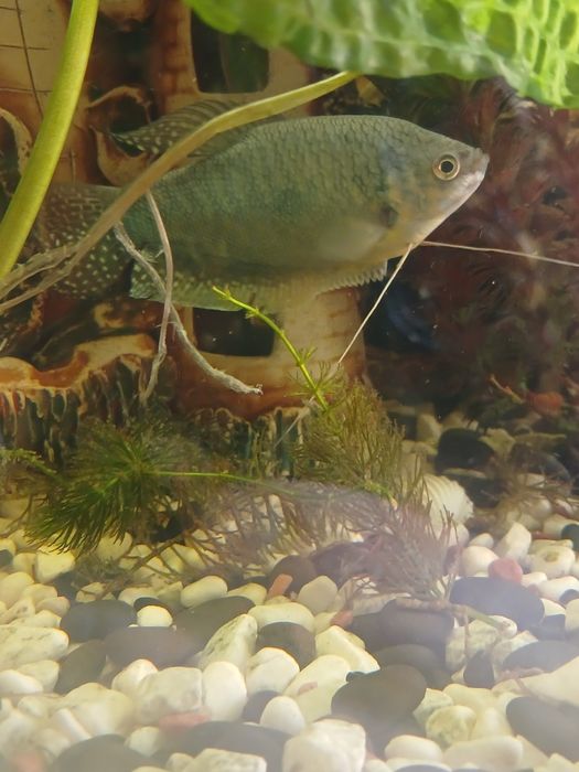 Акваріумні рибка. Гурам мармуровий