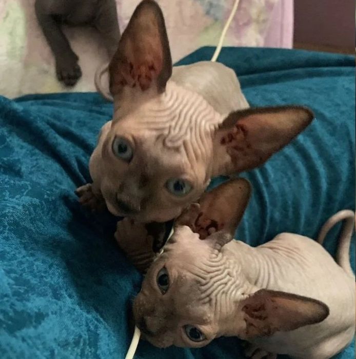 Кошенята конадського сфінкса