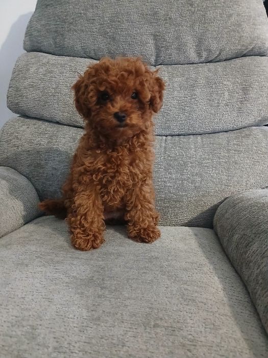 Pudel miniatura red suczka.