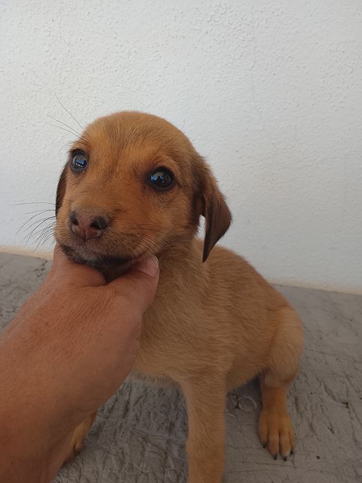 Cachorrinhos para adoção com dois meses