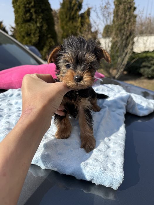 Йоркширський терєр