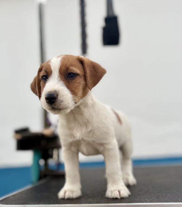 Cachorrinho Jack Russell Terrier c/ Afixo e LOP