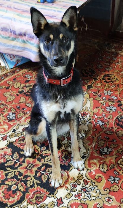 Цуценя шукає сім'ю