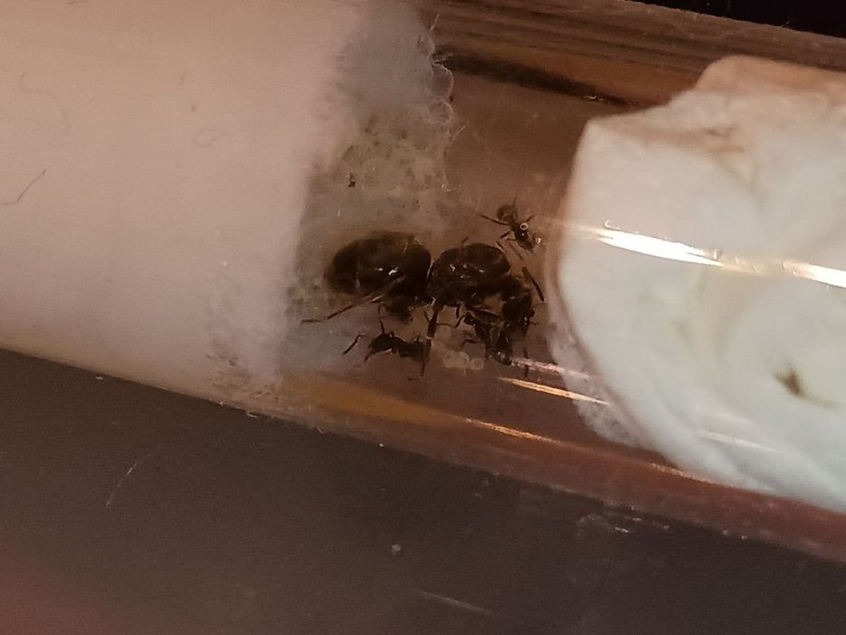 Lasius Niger Q+1-5w