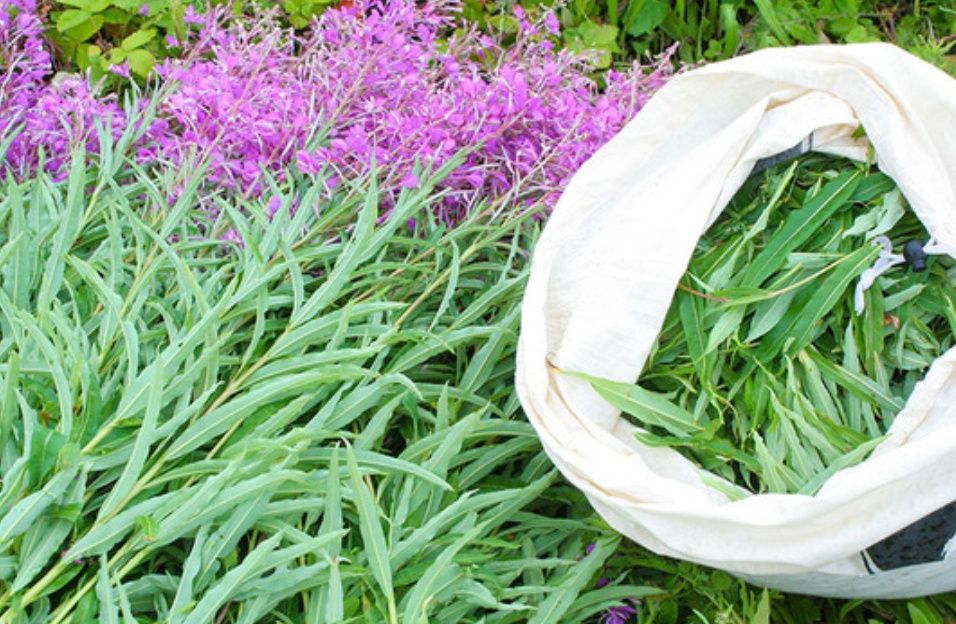 Іван чай 2025 р кипрей,сухий ,сухе листя,чай зелений , листовий кіпрей